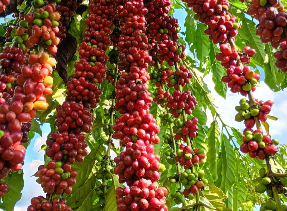 ECONOMIA MT: Com assistência técnica da Empaer, cafeicultura de Colniza alcança produtividade recorde