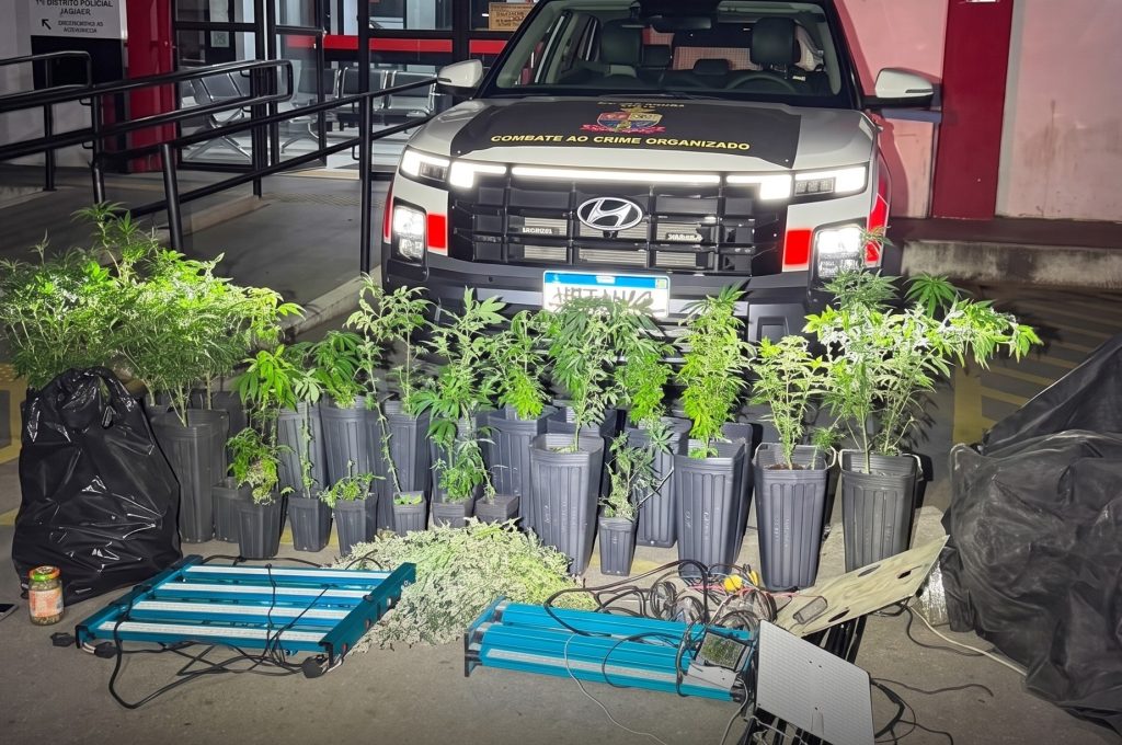 PM DESMANTELA LABORATÓRIO DE MACONHA NA ZONA NORTE DE SÃO PAULO pm-desmantela-laboratorio-de-maconha-na-zona-norte-de-sao-paulo